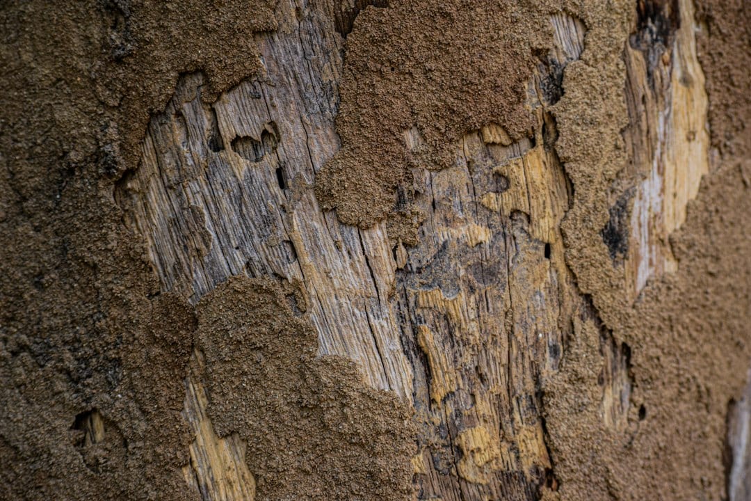 Close-up of termite gallery damage in wooden structure